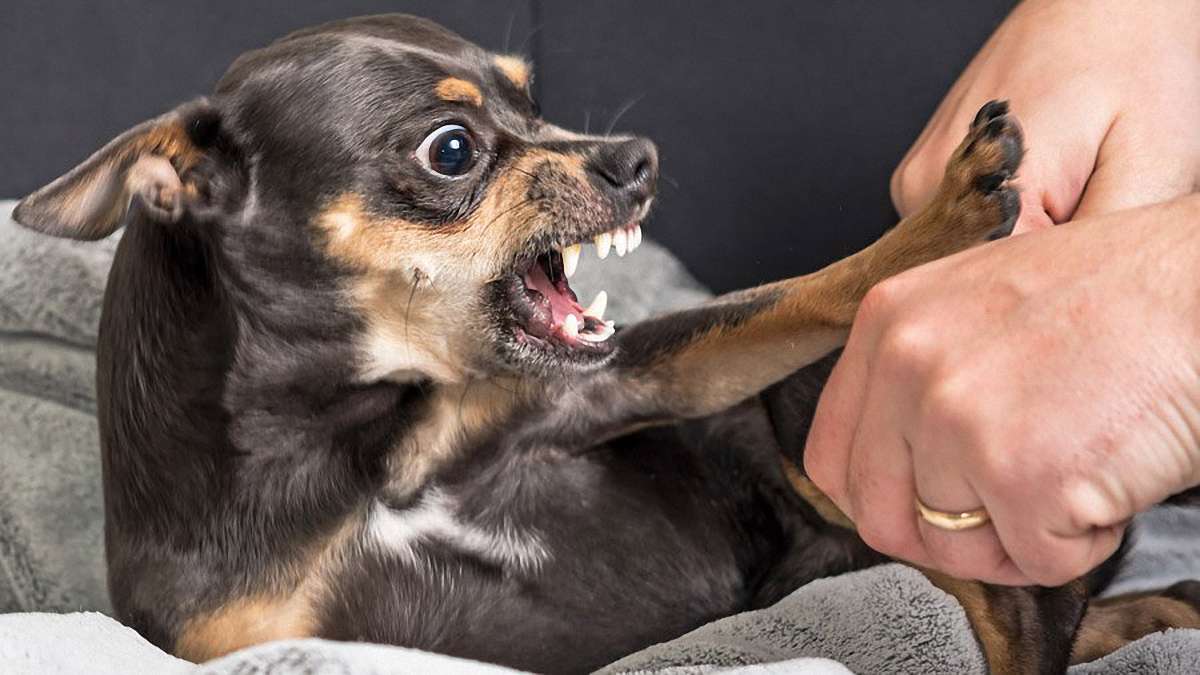 Дрессировка чихуахуа и воспитание в домашних условиях, Как дрессировать собаку породы чихуахуа в домашних условиях