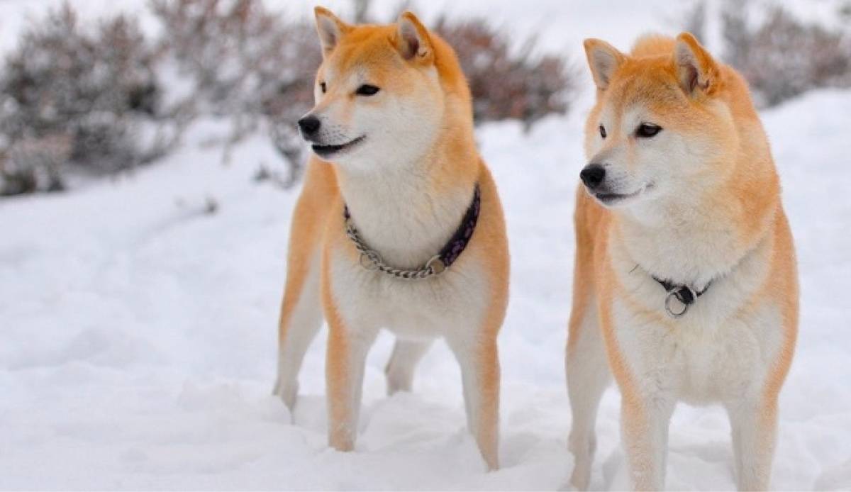 Почему сиба ину. Сиба ину. Сиба-ину породы собак. Японская порода собак сиба-ину. Шиба сиба ину порода собак.