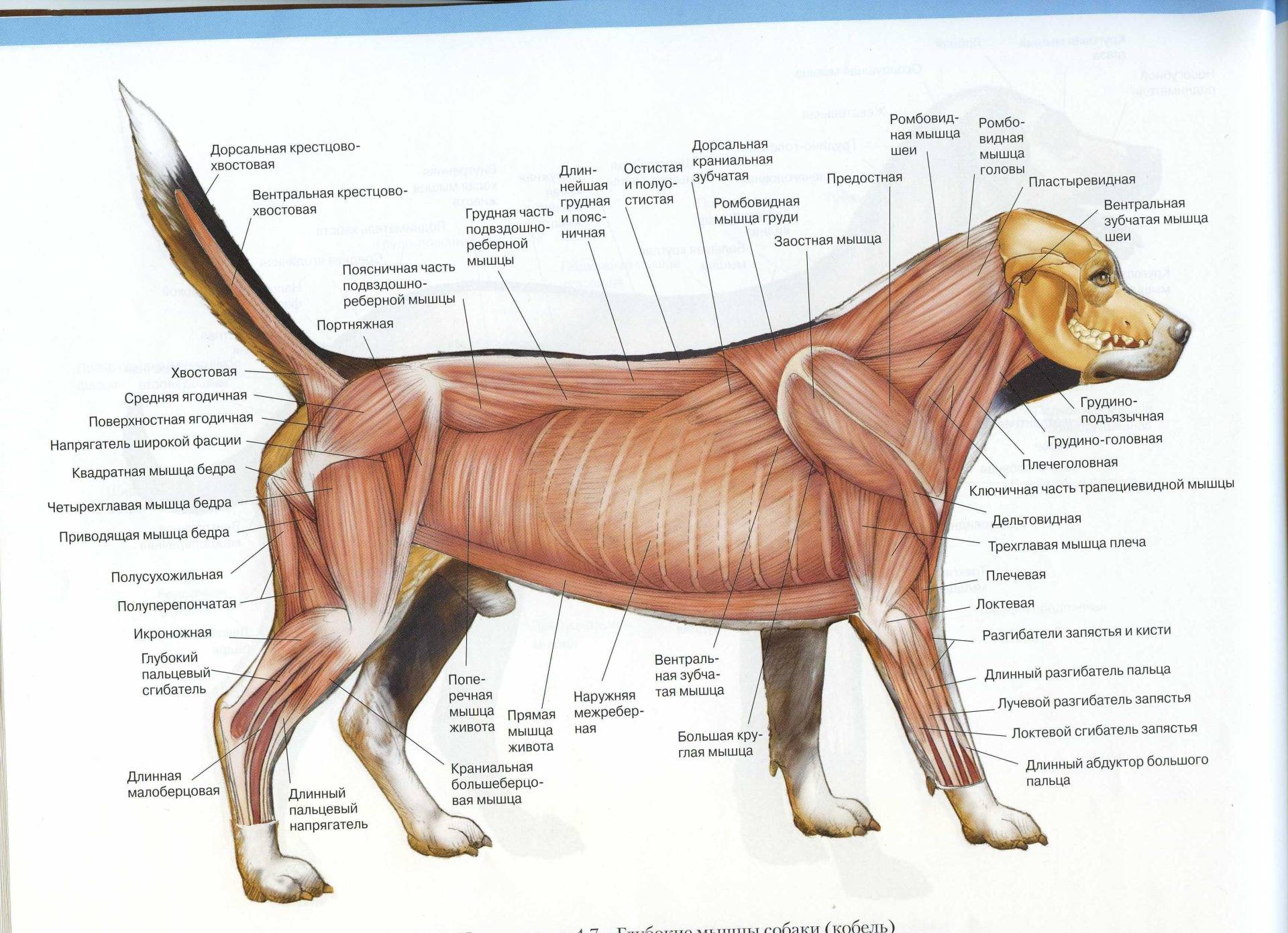 Ребра можно собаке. Мышцы туловища собаки анатомия. Мускулатура система анатомия собаки. Мышечная система собаки схема. Поверхностные мышцы туловища собаки.