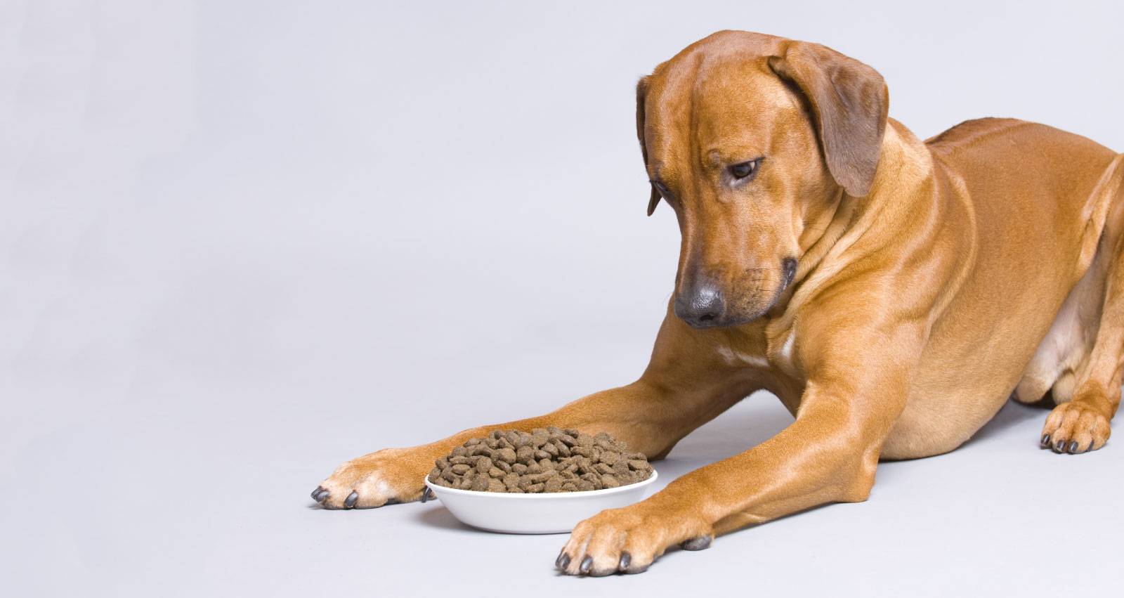 Сколько граммов корма сыпать собаке