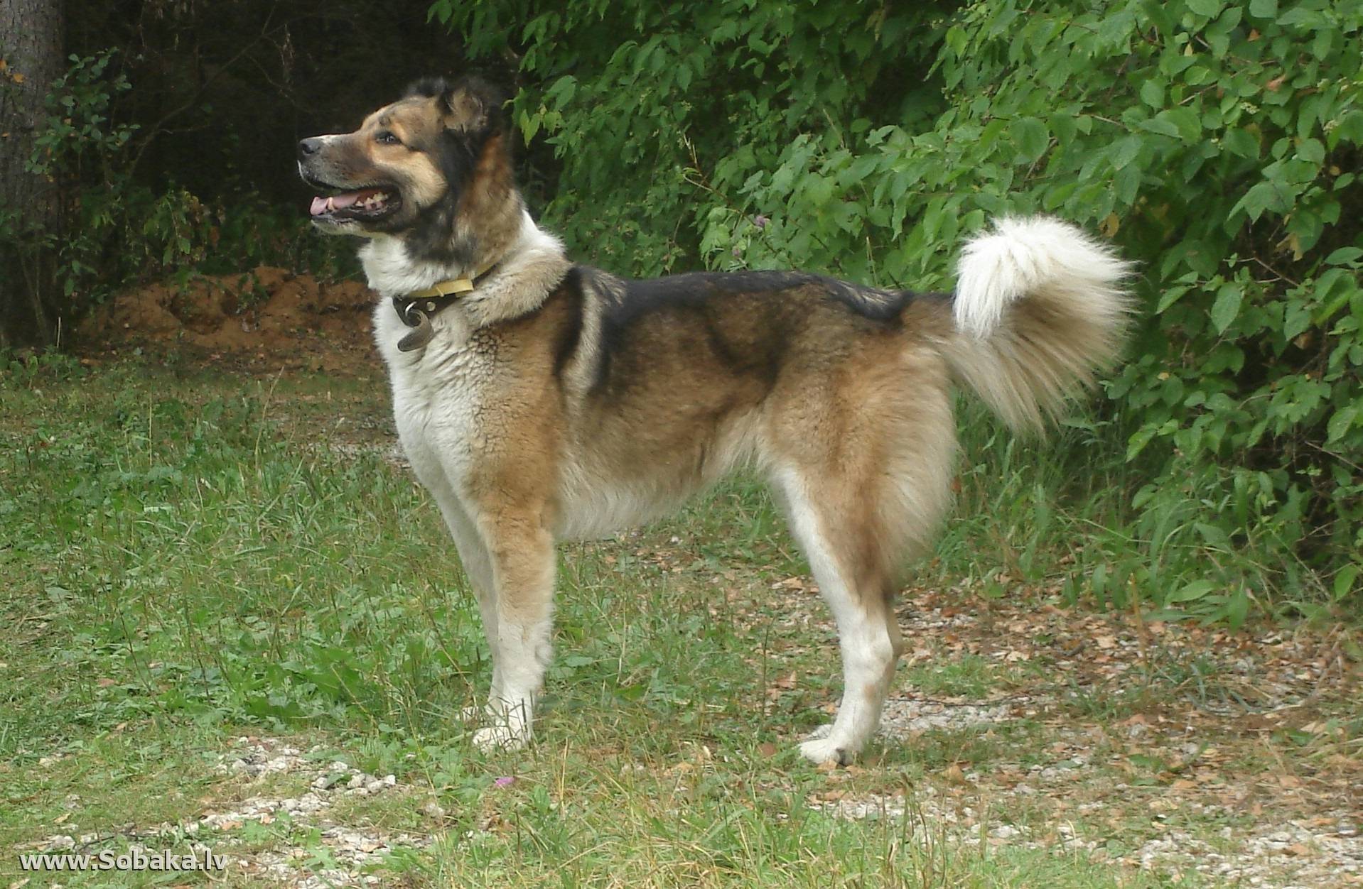 Собаки породы немецкая овчарка и собаки породы кавказская овчарка это особи разных семейств