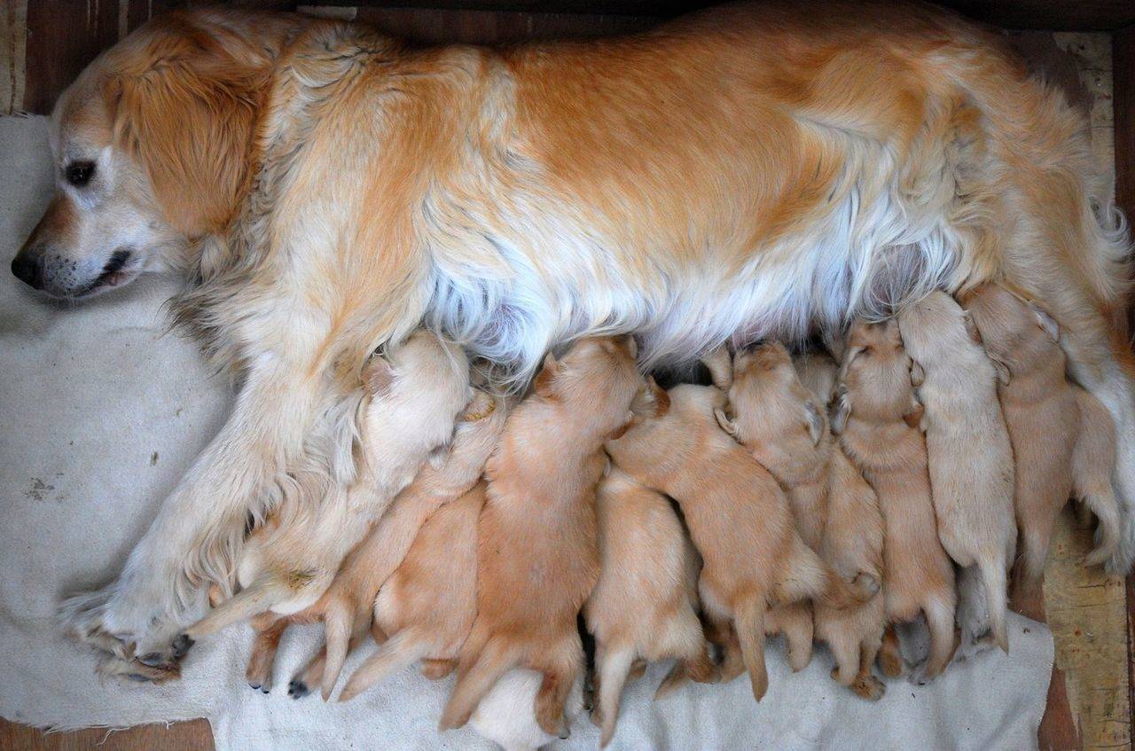 Как рождаются щенки