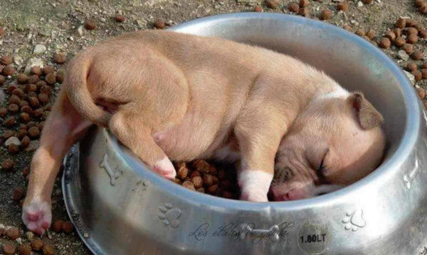 В обед можно спать. Спящие животные. Спящие животные смешные.