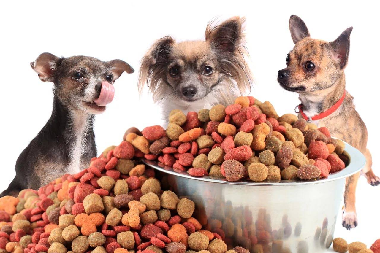 Питание собаки сухим кормом. Собачий корм. Еда для собак. Корма для животных собак. Еда для маленьких собак.