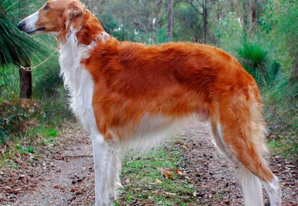 Характеристика русской псовой борзой собаки: внешность и характер породы