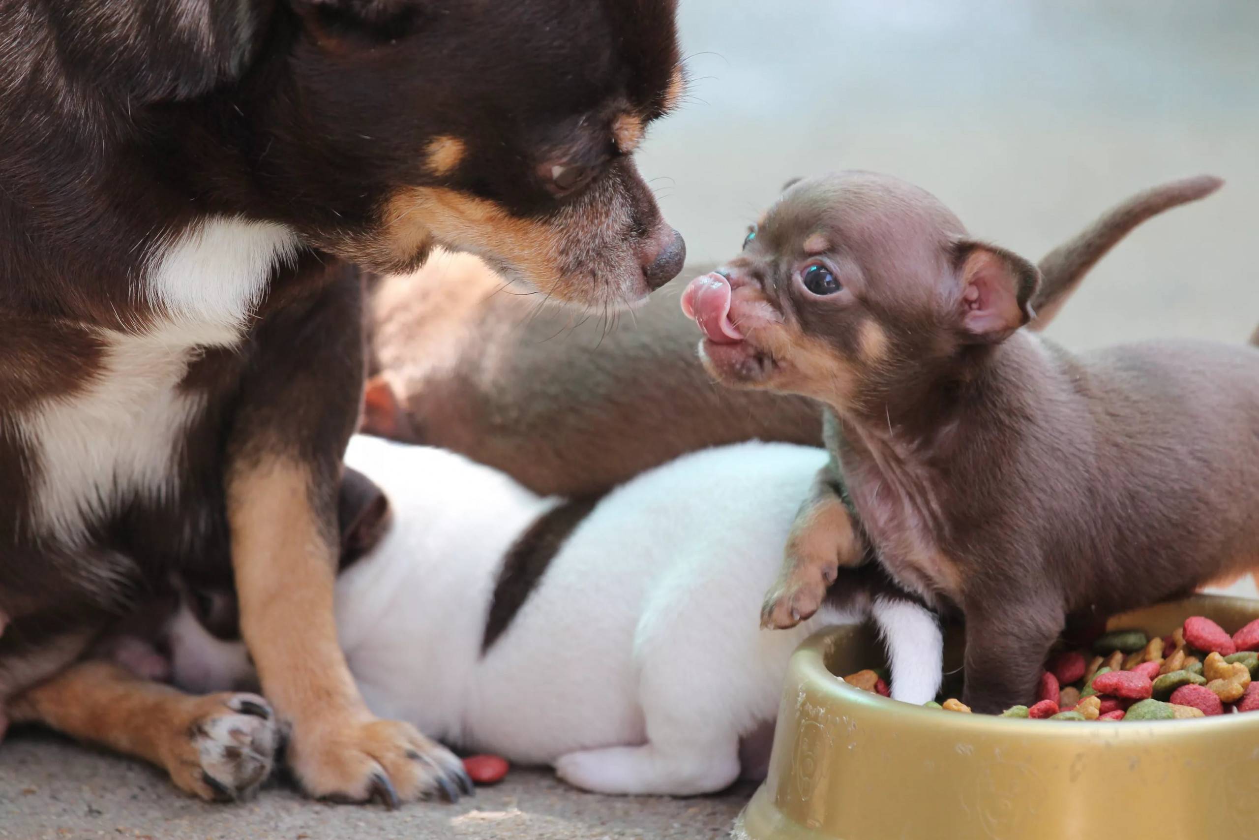 Мама кормит щенков. Чихуахуа Пуппи. Новорожденные щенки чихуахуа. Про маленького щенка. Мелкие домашние животные.