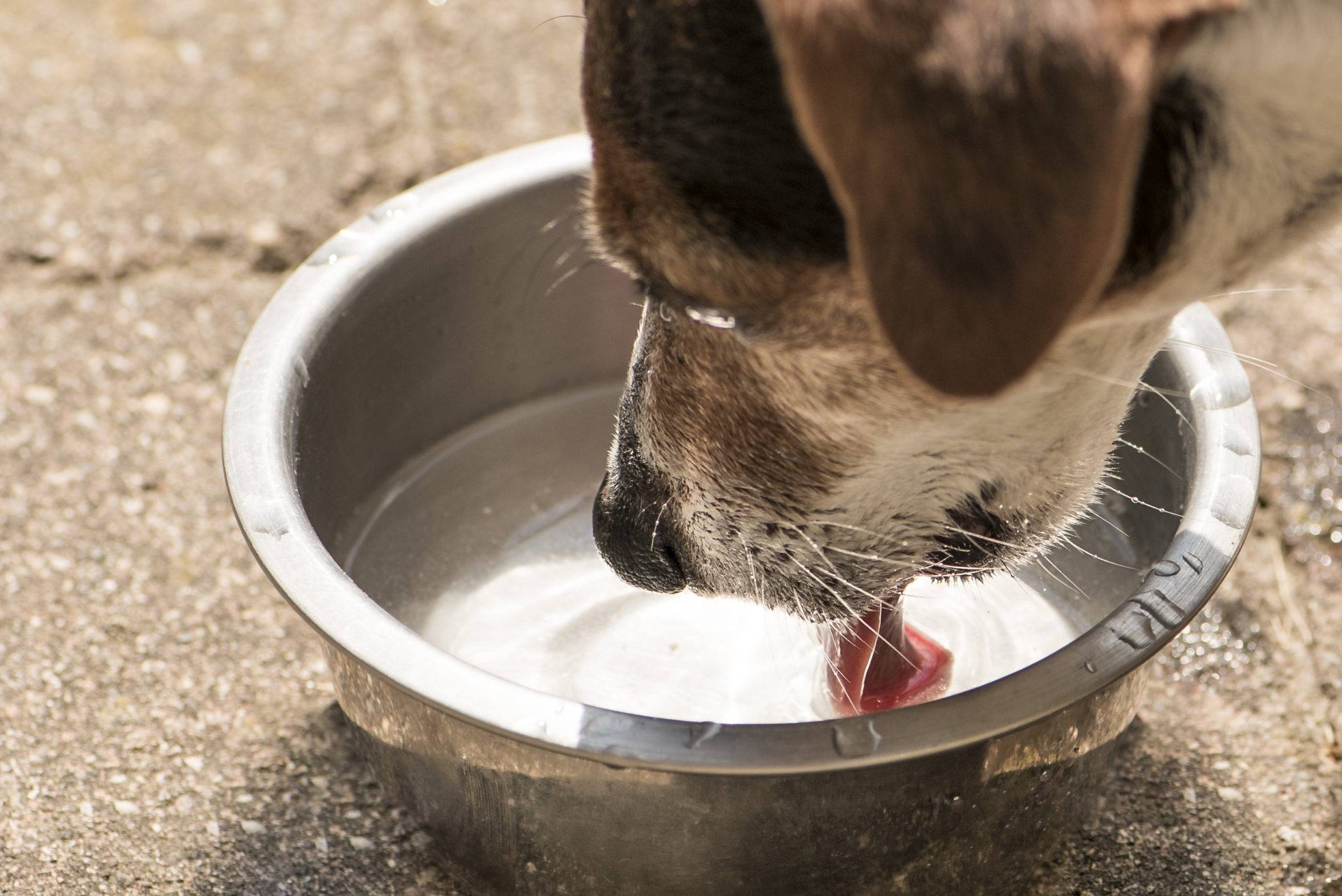 Животные пьют молоко. Миска с водой для собаки. Собака пьет воду. Собачье молоко. Щенок лакает.