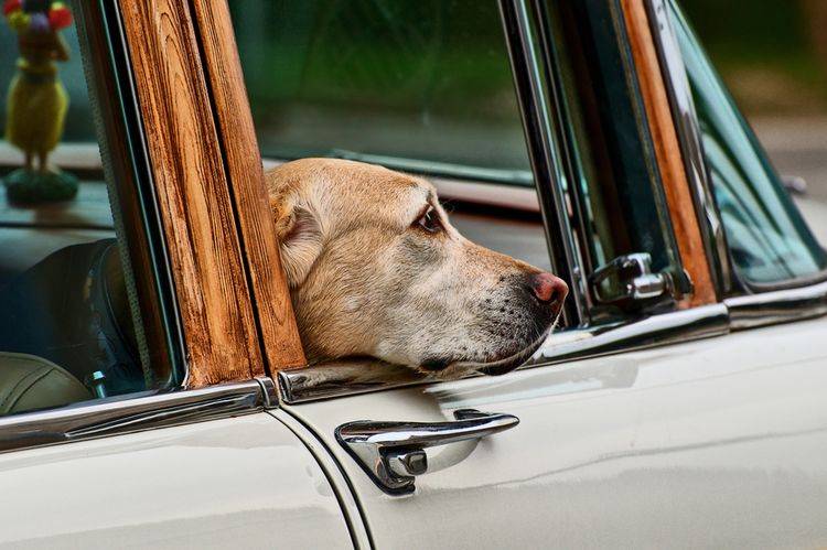 Как приучить собаку ездить в машине если ее тошнит