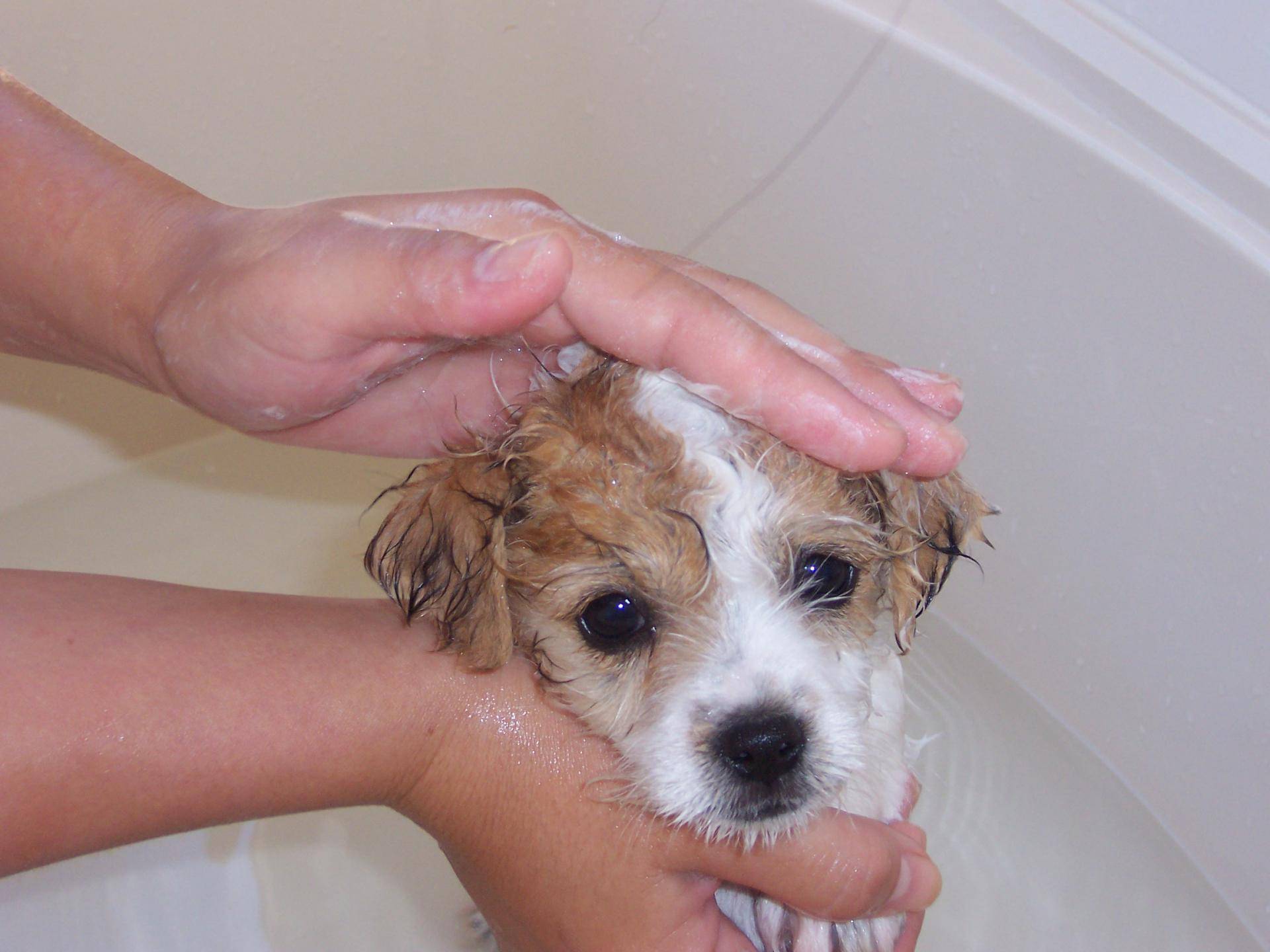Когда можно мыть щенка до прививки thumbnail
