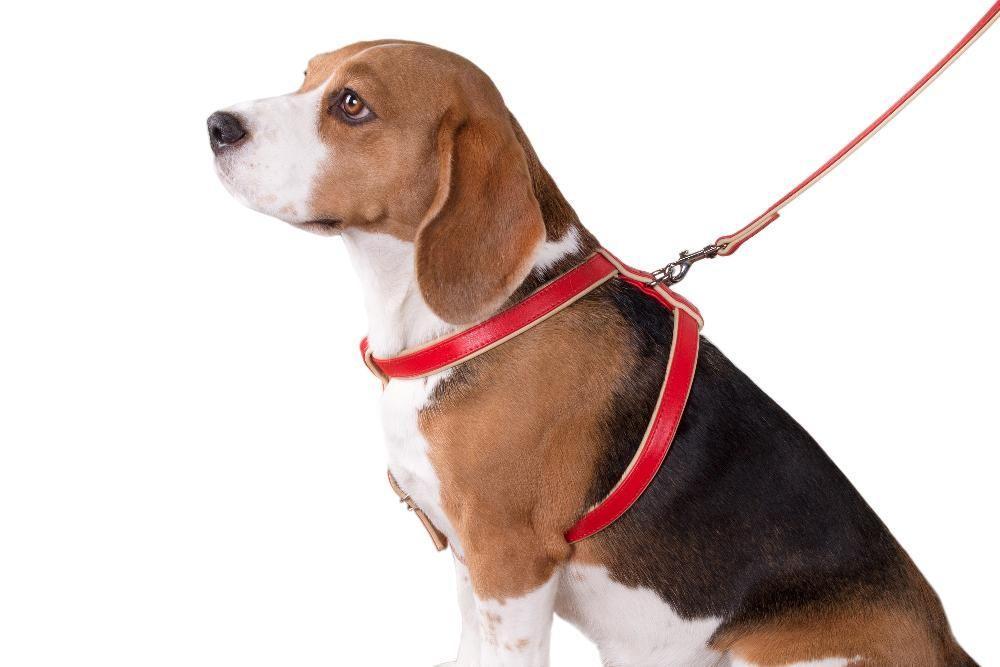 Шлейка для собак: Удобный способ держать питомца на поводу