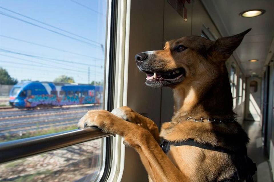 Traveling by train with a pet.