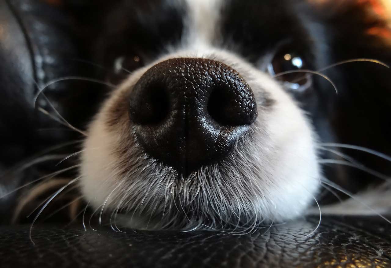 Собака густые усы и брови
