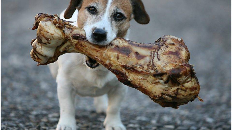 В каком возрасте дают собаке кости