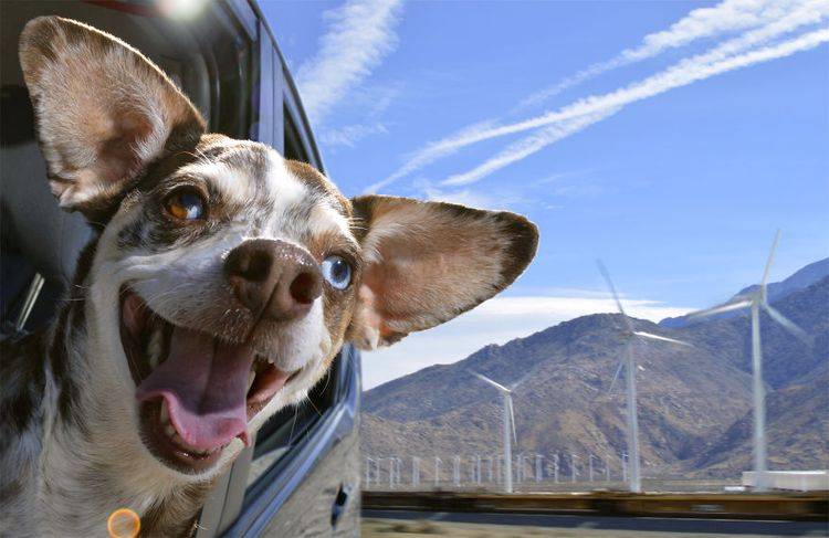 Как приучить собаку ездить в машине если ее тошнит
