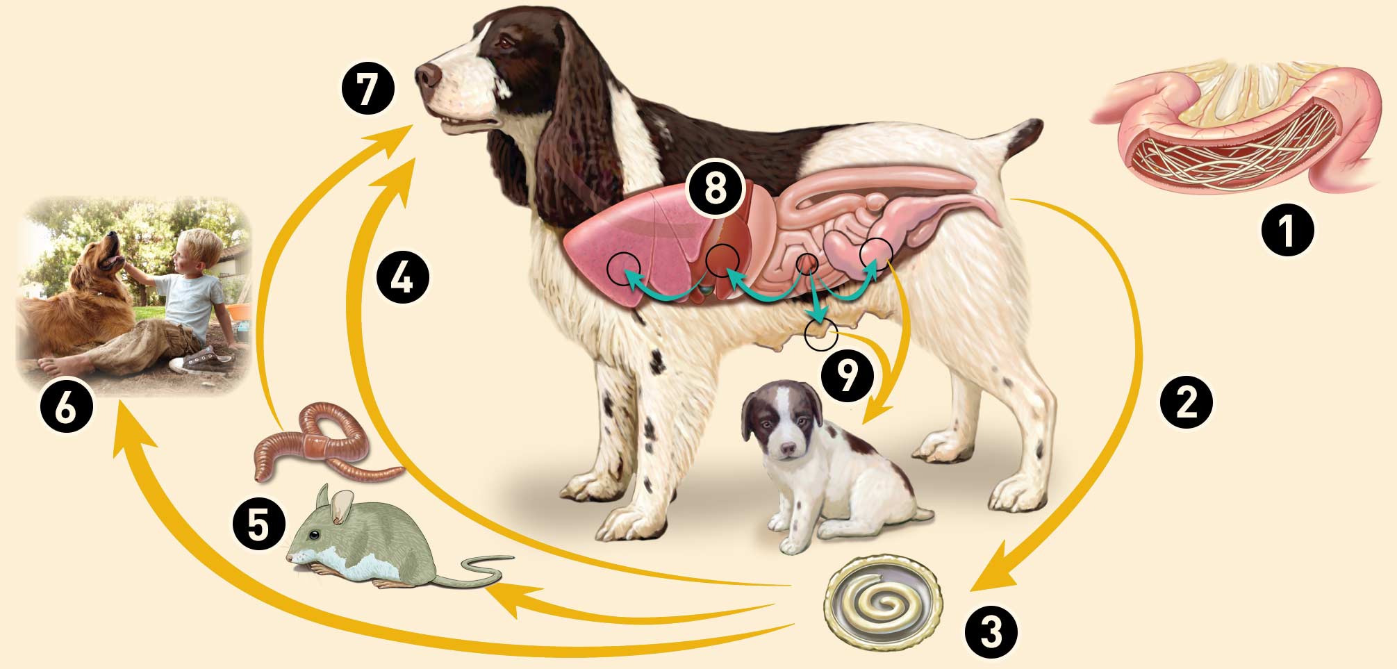 Как проглистогонить собаку. Токсокара цикл развития у собак. Жизненный цикл глистов у собаки. Токсокароз у собак цикл развития. Цикл развития аскариды у собак схема.