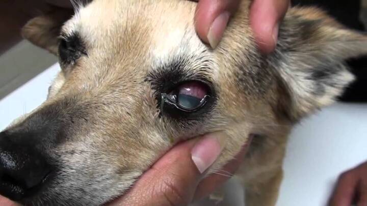 Что такое у собак хаски слезятся глаза