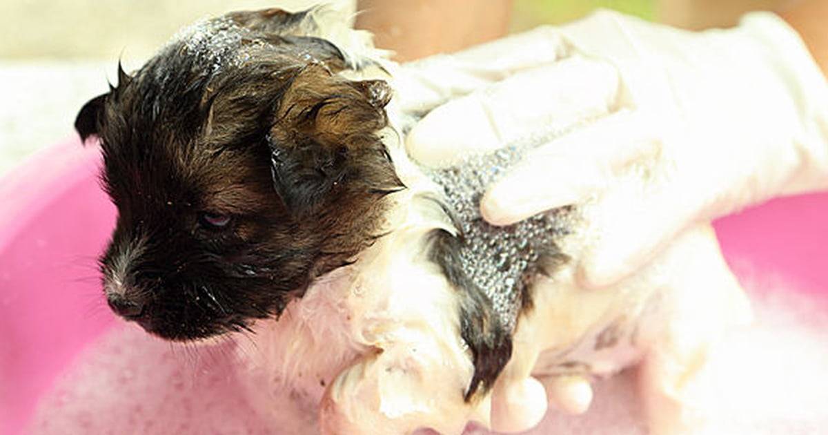 Мыть щенка до прививки