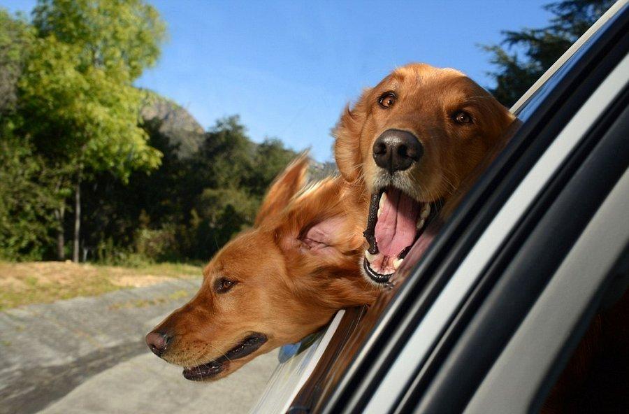 Что сделать чтобы собаку не тошнило в машине