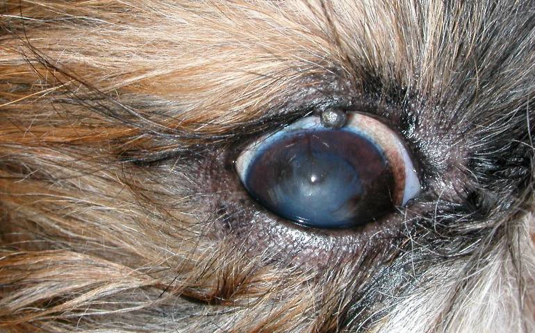 Слезятся глаза у щенка после прививки