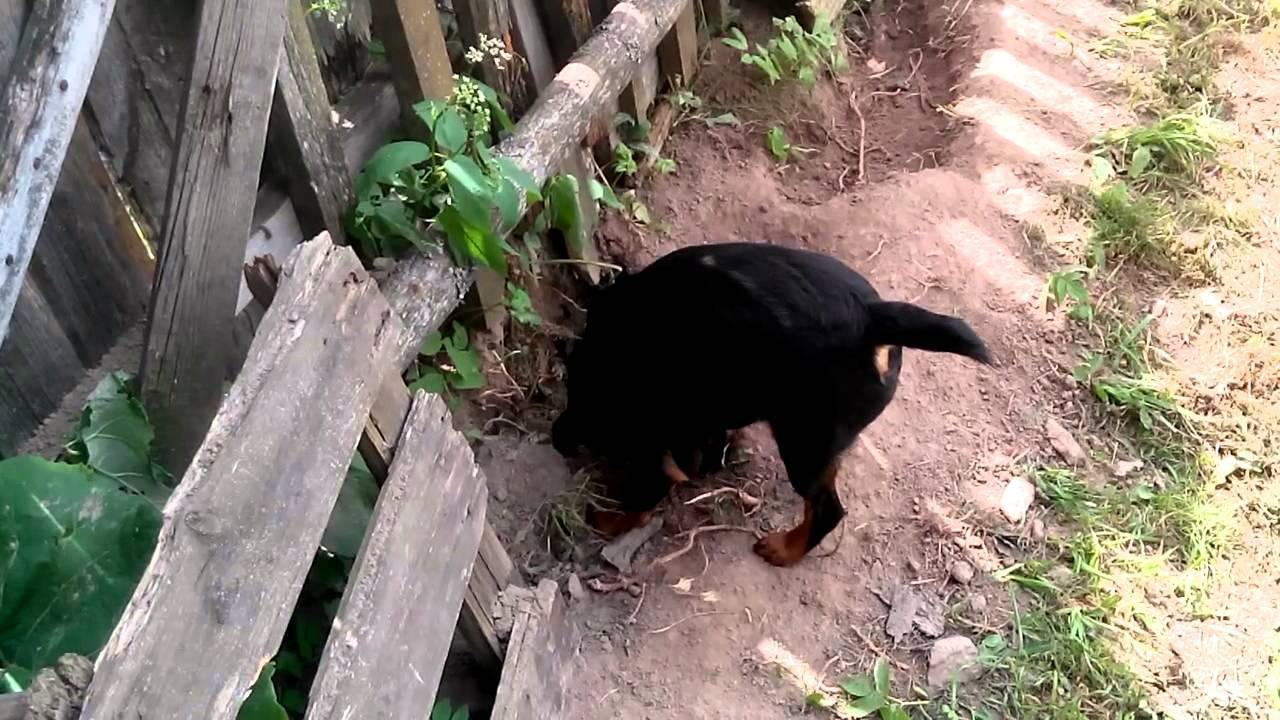 Яма под забором. Собака роет яму в огороде.