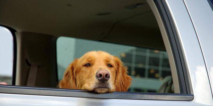 Что сделать чтобы собаку не тошнило в машине