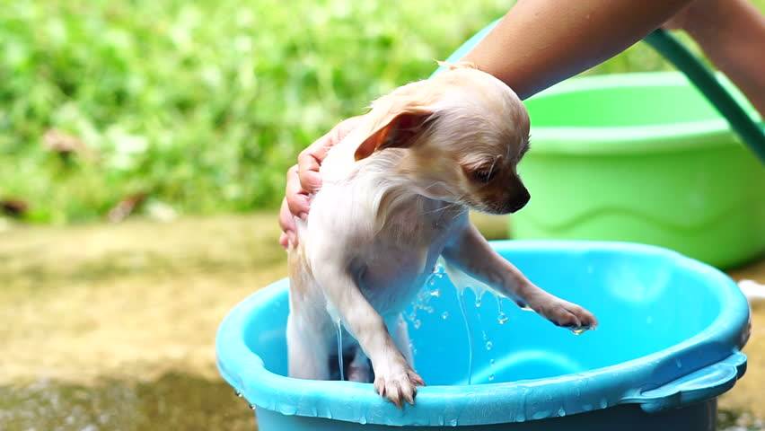 Можно ли мыть щенков без прививки таксе