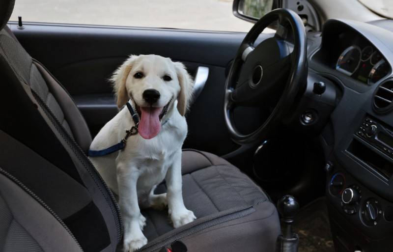 Как сделать чтобы щенка не тошнило в машине