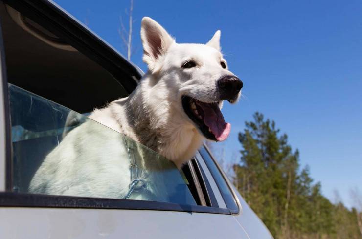 Что сделать чтоб собаку не тошнило в машине