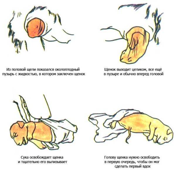 Признаки беременности на ранних сроках собаки