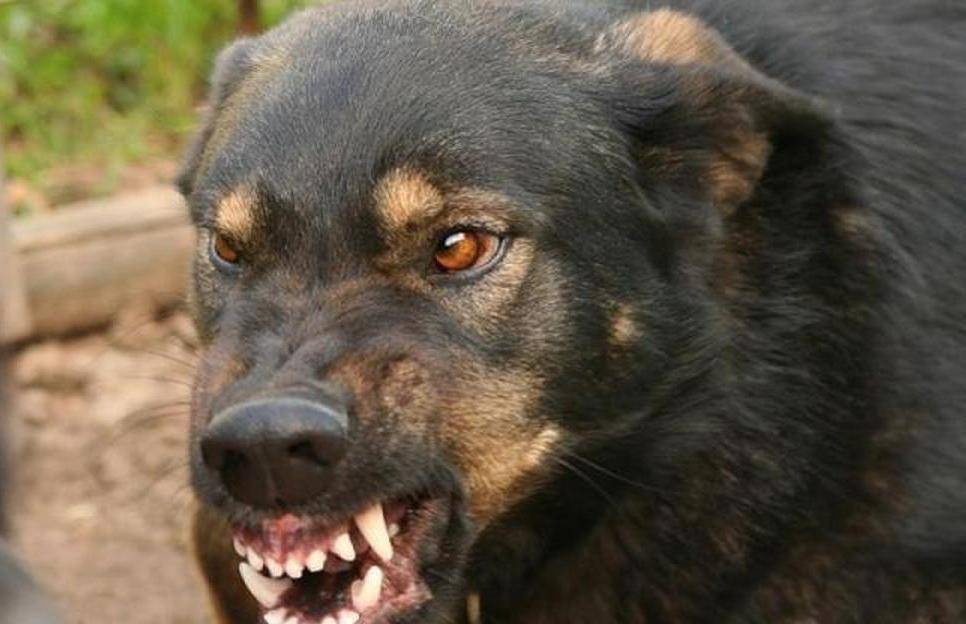 Породы собак запрещенные законом в россии