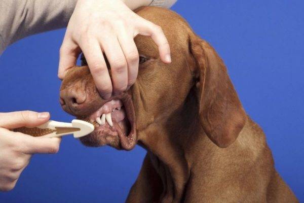 Как приучить собаку чистить зубы