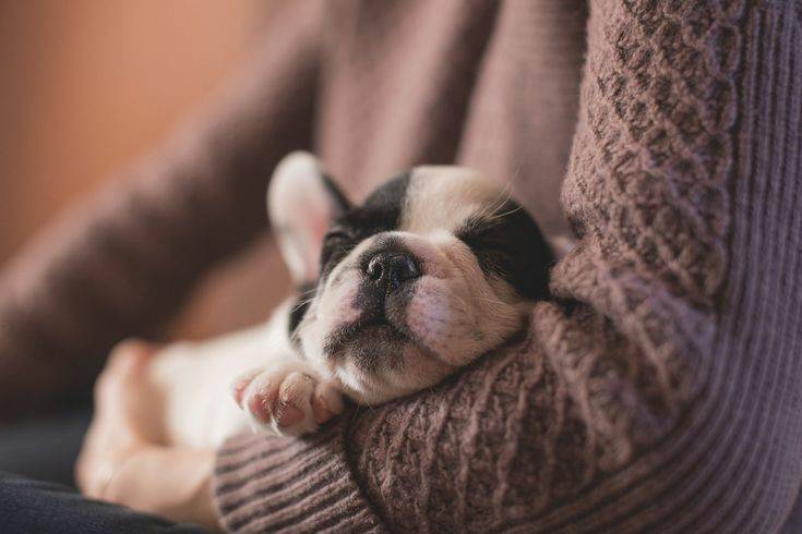 Сколько может прожить собака без сна