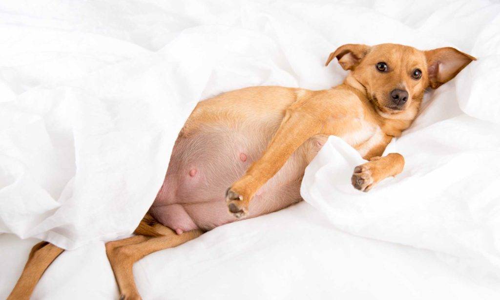 Беременность у собаки по дням подробно