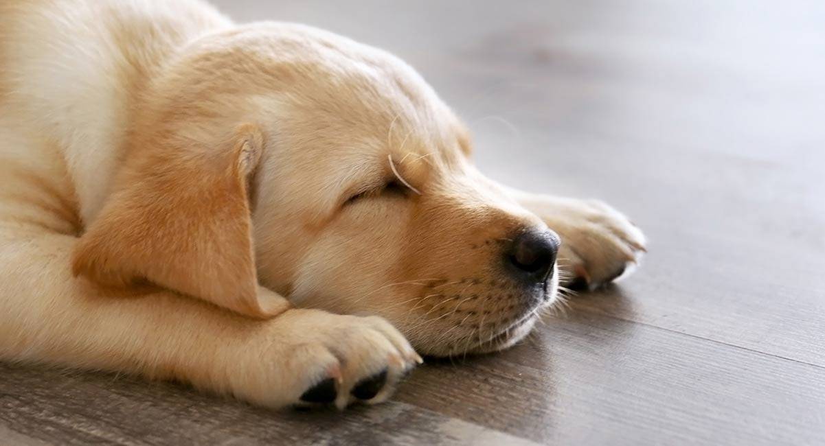 Сколько может прожить собака без сна