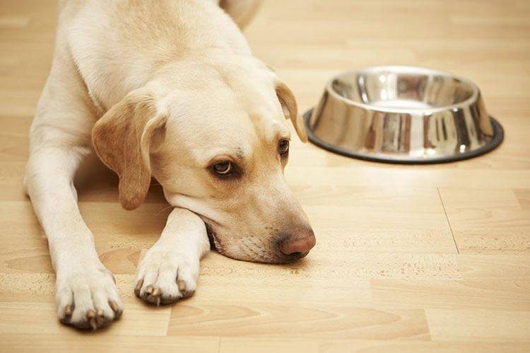 сколько дней живет собака без еды и воды