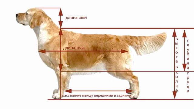 Как измерить рост собаки в холке?