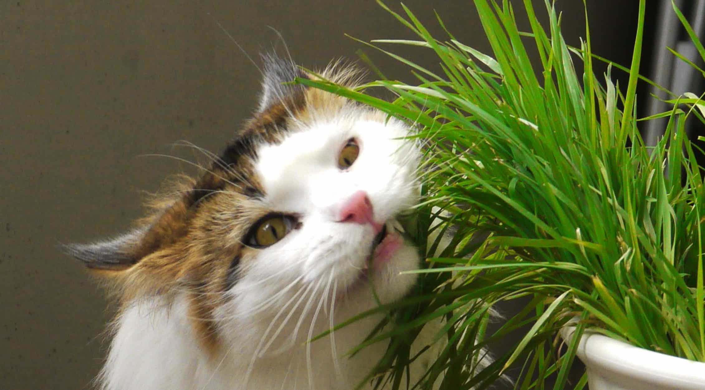 Почему кота тошнит травой