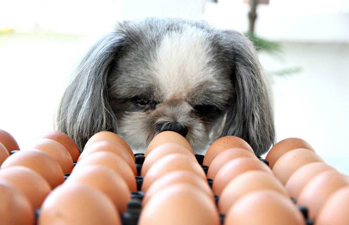 Можно ли вареное яйцо при поносе собаке