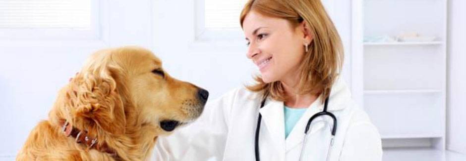 Корм для собак с гепатитом