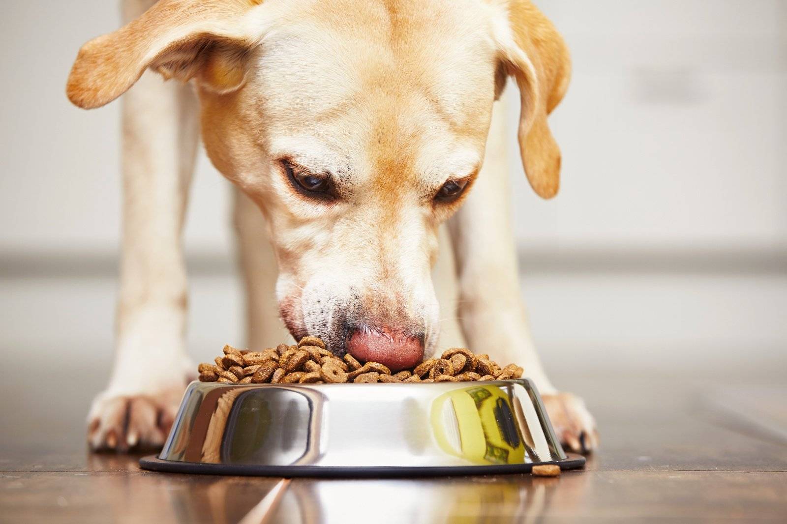 У собаки вялость отсутствие аппетита рвота
