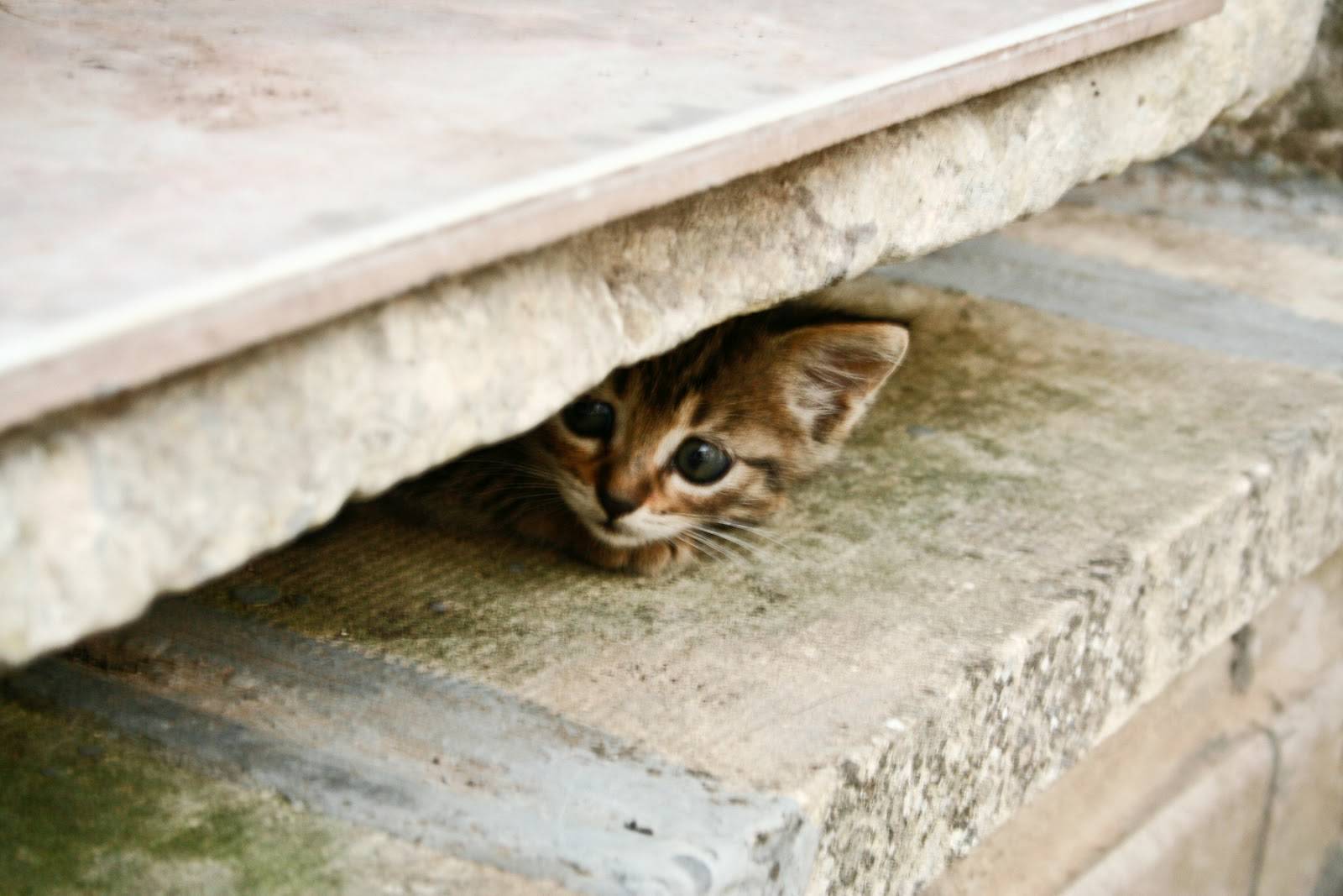 Как найти котенка который спрятался. Что делать, если пропал кот
