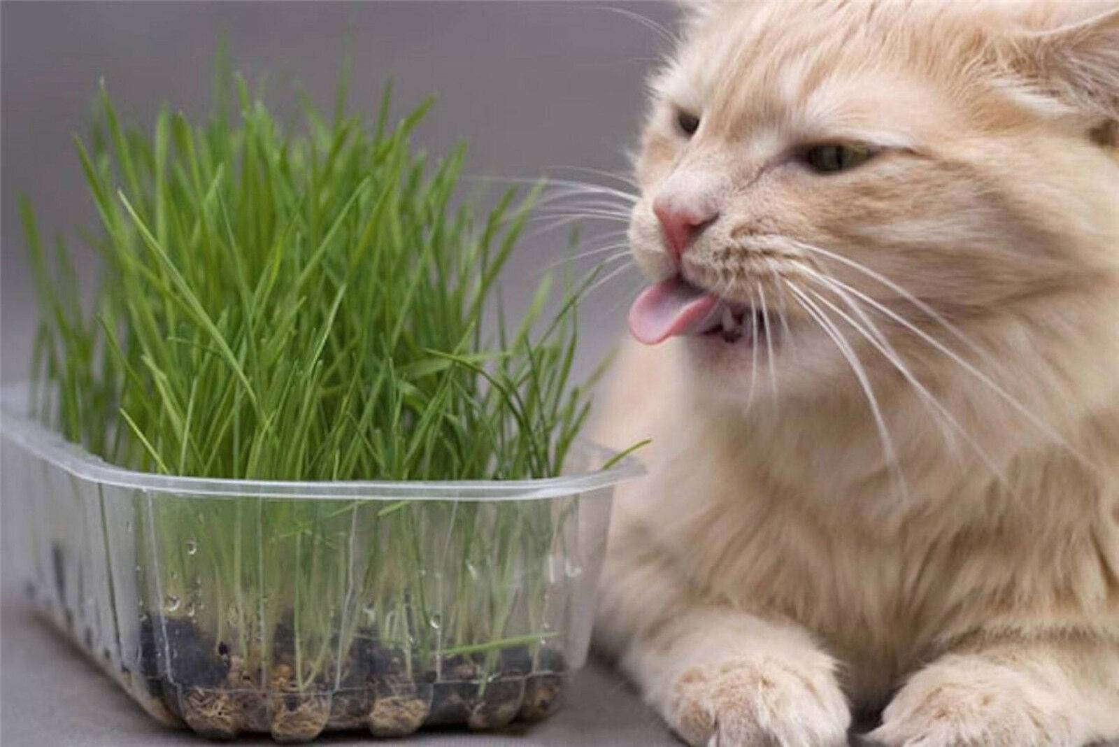 Почему кота тошнит травой