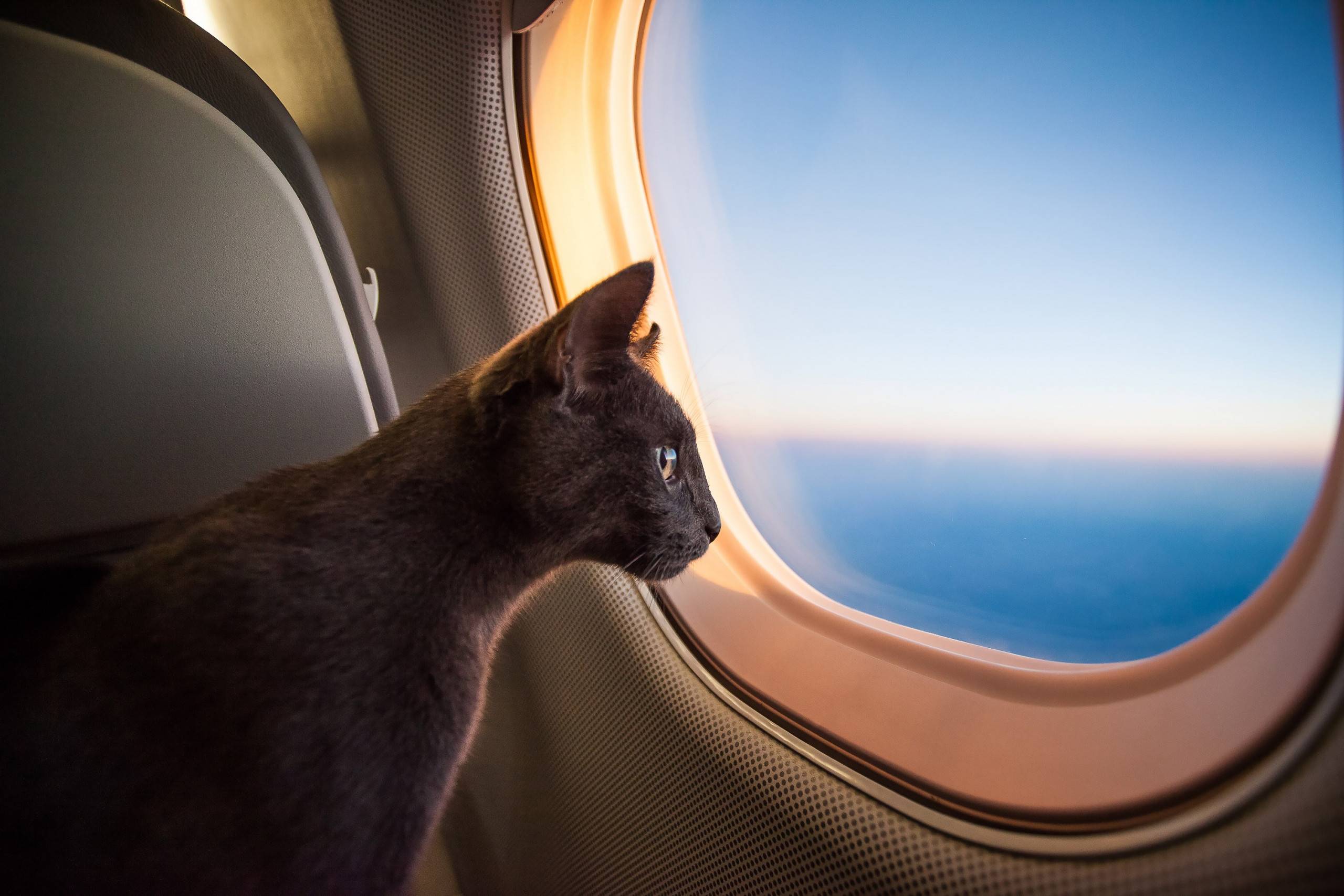 Какая переноска лучше для кошек в самолете