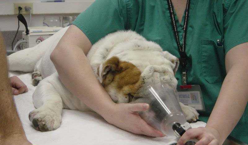 Кашель у собаки после операции