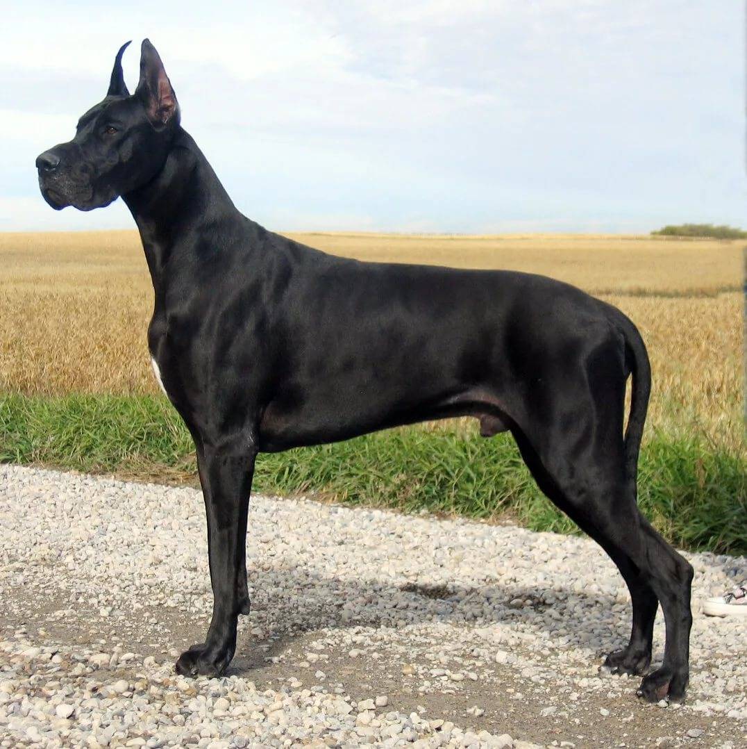 Порода собак черная с коричневыми бровями