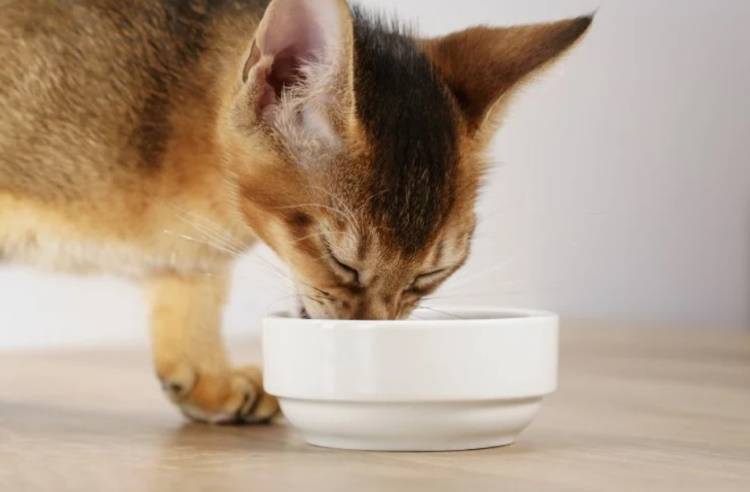 Гуаби корм для кошек состав