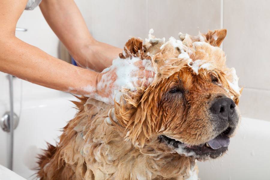 Польза дегтярного мыла для собак