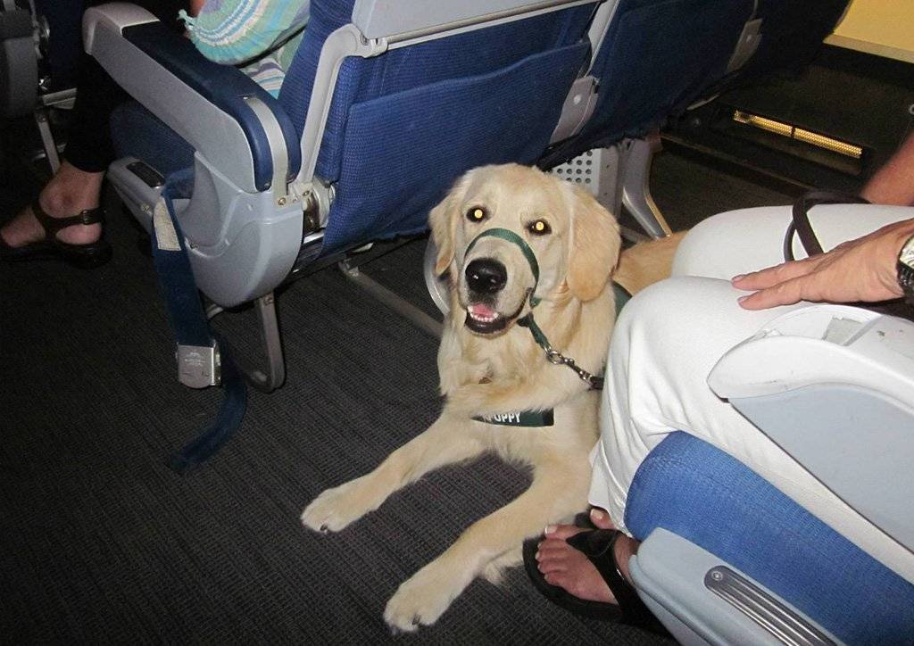 Переноска для собак в самолет фото