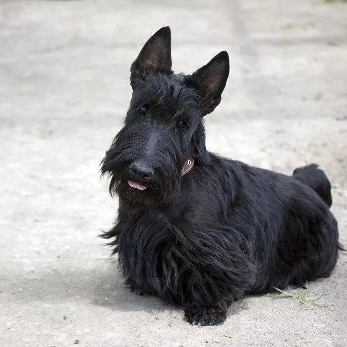 Порода собаки черная с коричневыми бровями
