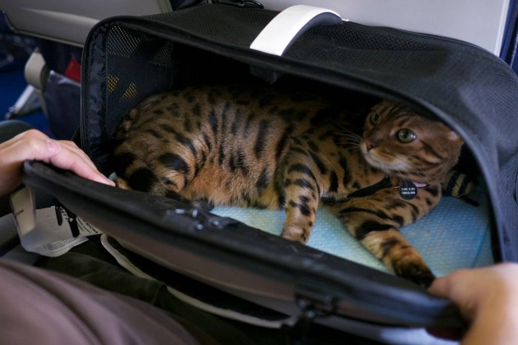 Какие переноски для кошек разрешены в салоне самолета